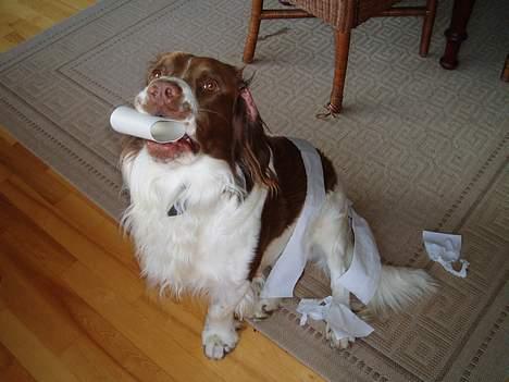 Engelsk springer spaniel Luie billede 15