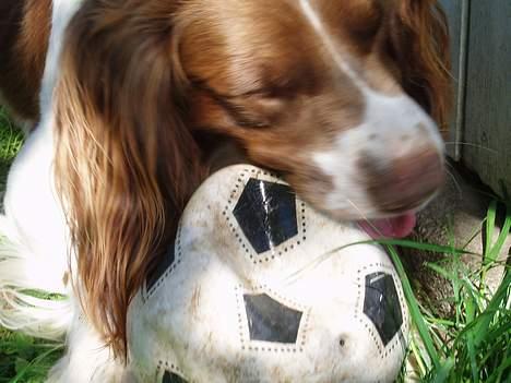 Engelsk springer spaniel Luie billede 16
