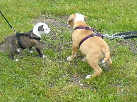 Olde english bulldogge østergaards missy - missy og hendes bror billede 10