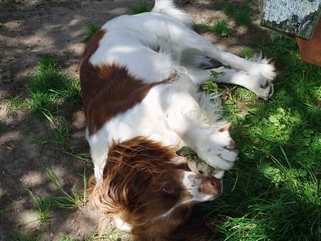 Engelsk springer spaniel Luie billede 17
