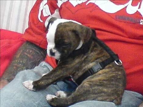 Olde english bulldogge østergaards missy - missy og hendes "far" billede 11