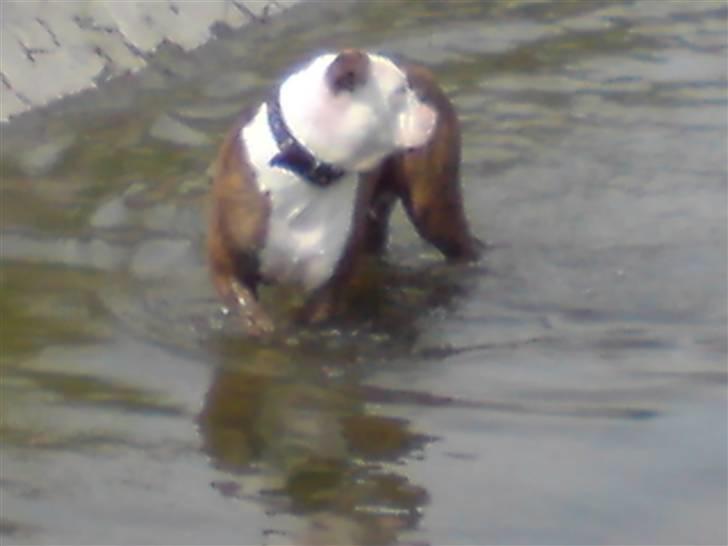 Olde english bulldogge østergaards missy billede 12