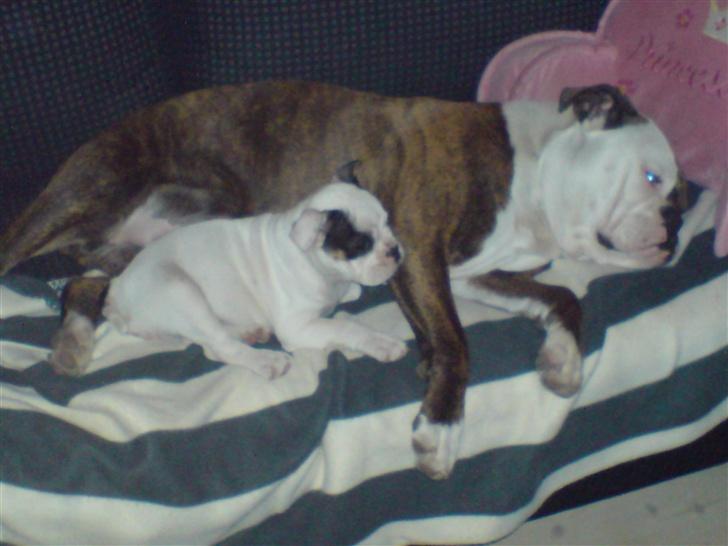 Olde english bulldogge østergaards missy - missy og møffe putter derhjemme.. billede 13