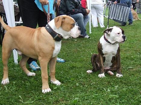Olde english bulldogge østergaards missy - missy med hendes bror nu 5 måneder gammel, ham der er på en af de andre billeder også, hvor de er 8 uger gamle, stor forskel billede 14