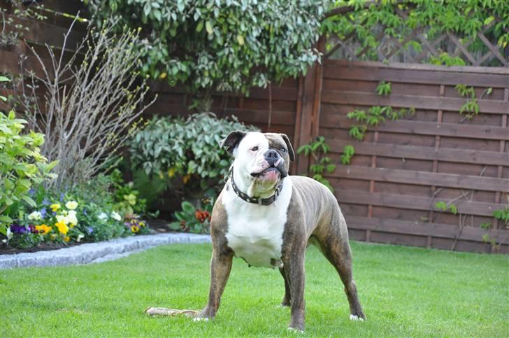 Olde english bulldogge østergaards missy - nyt 2009 billede 15