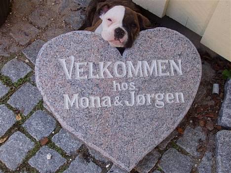 Olde english bulldogge østergaards missy - missy ligger lige og sover billede 16