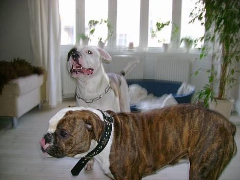 Olde english bulldogge østergaards missy - tyson og missy billede 17