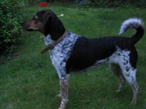 Dansk svensk gaardhund Laika <3 - model laika billede 7