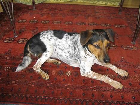 Dansk svensk gaardhund Laika <3 - ligger og ser godt :P billede 8