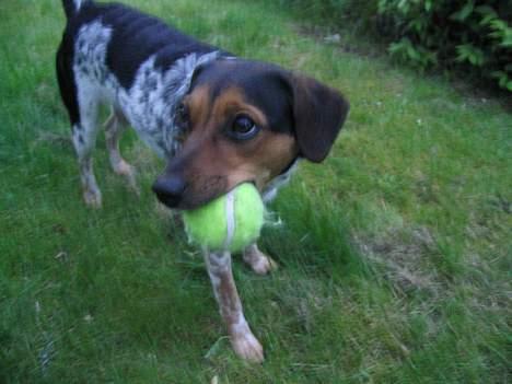 Dansk svensk gaardhund Laika <3 - min bold.. se lii hendes udtryk..  billede 9