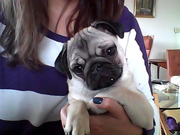 Dansk svensk gaardhund Laika <3 - Vov<3 billede 10