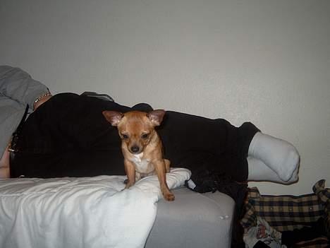 Chihuahua gizmo *rip* billede 3