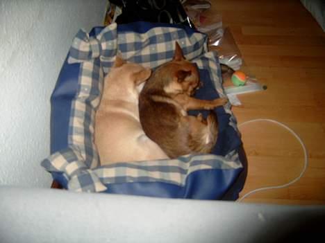 Chihuahua gizmo *rip* billede 4