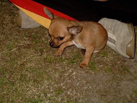 Chihuahua gizmo *rip* - gizmo 3 md billede 5