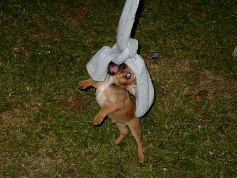 Chihuahua gizmo *rip* - jeg tager den gør jeg!!!! billede 6