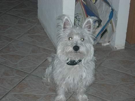West highland white terrier fie billede 1