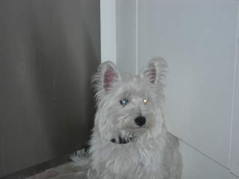 West highland white terrier fie billede 2
