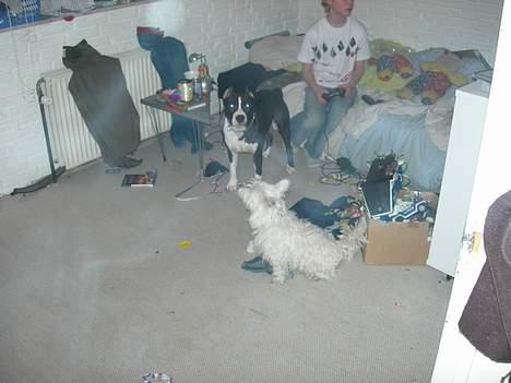 West highland white terrier fie billede 3