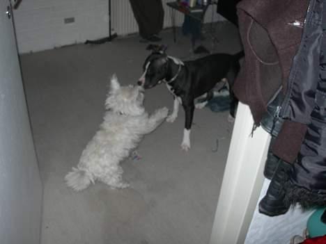 West highland white terrier fie billede 4