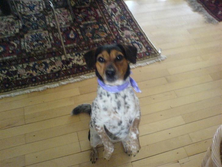 Dansk svensk gaardhund Laika <3 - Smukke laika baby billede 12