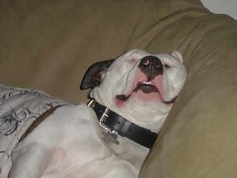 Amerikansk staffordshire terrier Kampdullen Baily - ZZzzzz......puuuuuuust ....ZZzzz billede 7