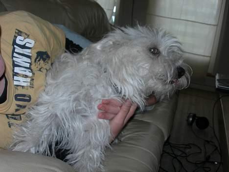 West highland white terrier fie billede 5