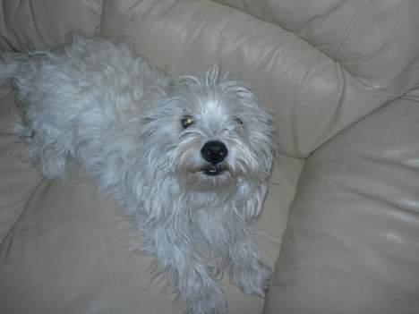 West highland white terrier fie billede 6