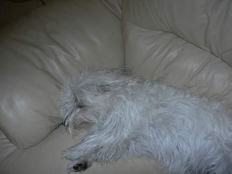 West highland white terrier fie billede 7