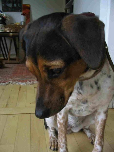 Dansk svensk gaardhund Laika <3 - SMUKKE <33 billede 13