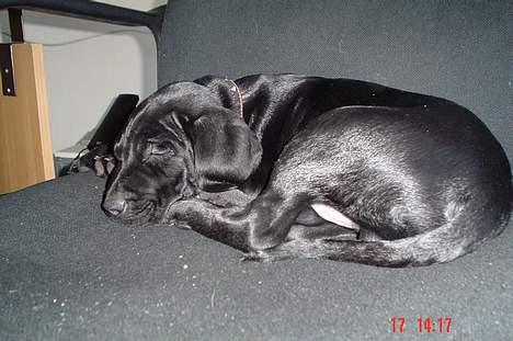 Blanding af racer Boogie  - Boogie da vi lige havde fået ham "ZzZzZzzzZZZzz" billede 5