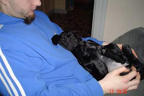 Blanding af racer Boogie  - Boogie: "Åh Ha.. Det er dejligt at ligge ved faaaar" billede 6