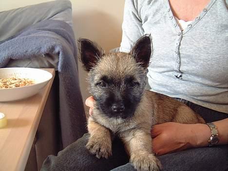 Cairn terrier Fru. Cille  - Cille hos min mor.. =D billede 11