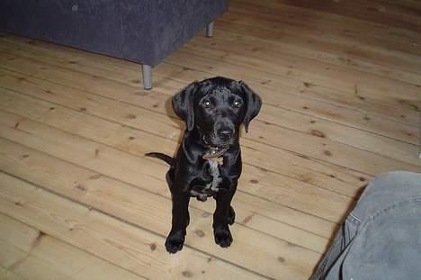 Blanding af racer Boogie  - Boogie: "Jeg er sød, sød, sød!" billede 7