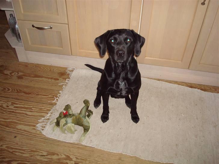 Blanding af racer Boogie  - Boogie og dragen billede 8