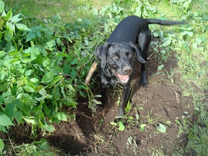 Blanding af racer Boogie  - Det er skønt med en gang havearbejde billede 10