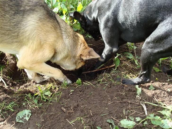 Blanding af racer Boogie  - Vi er et team.... billede 11