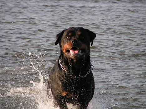 Rottweiler Febæk´s Xanthos - Xanthos ved stranden billede 1