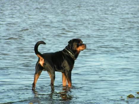 Rottweiler Febæk´s Xanthos - Mere strand billede 2