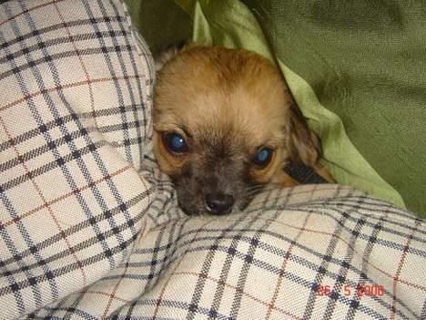 Chihuahua Kiwi - kuk kuk billede 7