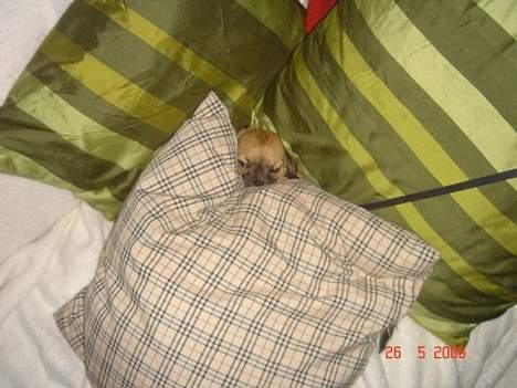 Chihuahua Kiwi - Gemmer mig når jeg ikke gider at gå tur billede 8