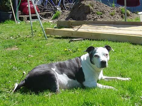 Blanding af racer Zenith - Død 1. juni 2007 - Solbadning maj 2006 billede 11