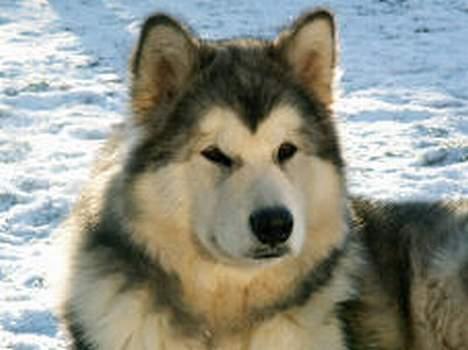 Alaskan malamute unavoq´s cheveyo Cody - Cody i sneen billede 1