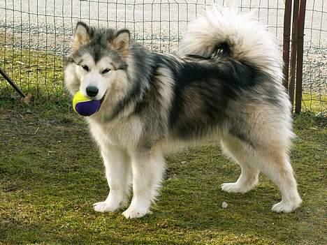 Alaskan malamute unavoq´s cheveyo Cody - Cody med bold billede 2