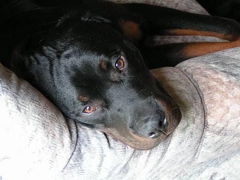 Rottweiler Mr.ChesterField  (09) - Søde Mr.Field i hans helt egen sofa :P billede 14