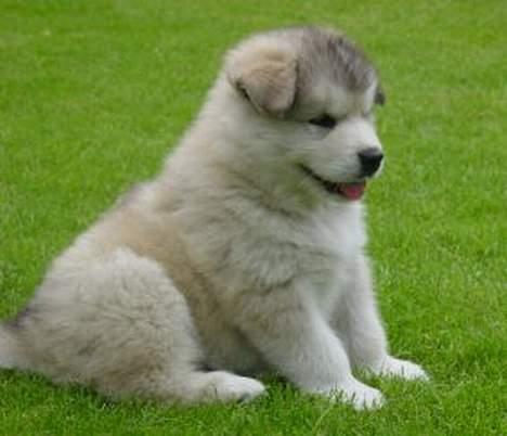 Alaskan malamute unavoq´s cheveyo Cody - Cody  6 uger billede 3