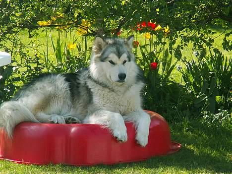 Alaskan malamute unavoq´s cheveyo Cody - Cody " Malamuternes konge" billede 4