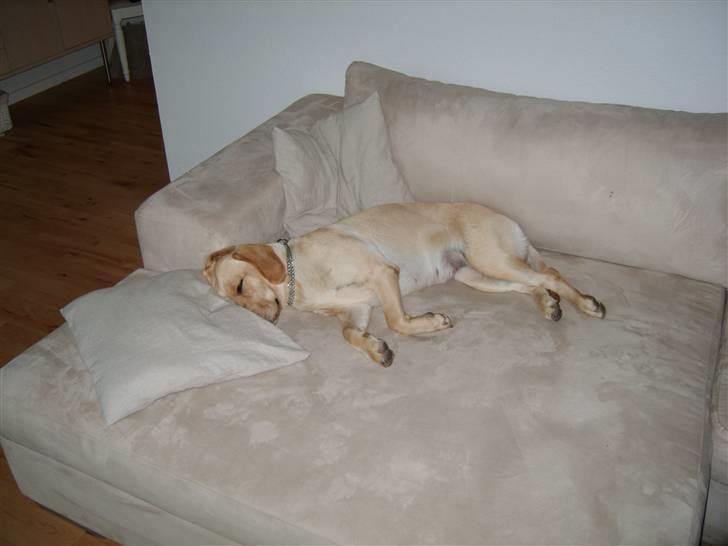 Labrador retriever Berta billede 1