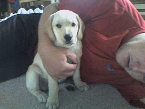 Labrador retriever Berta - Berta hygger hjemme i stuen sammen med farmand... (27/5-06) billede 2