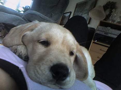 Labrador retriever Berta - Det er svært ikke, at falde i søvn når man ligger på mors mave... (27/5-06) billede 3