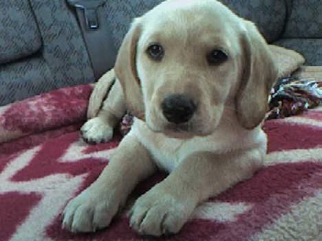 Labrador retriever Berta - Det er altså bare så hyggeligt at køre bil... (28/5-06) billede 4